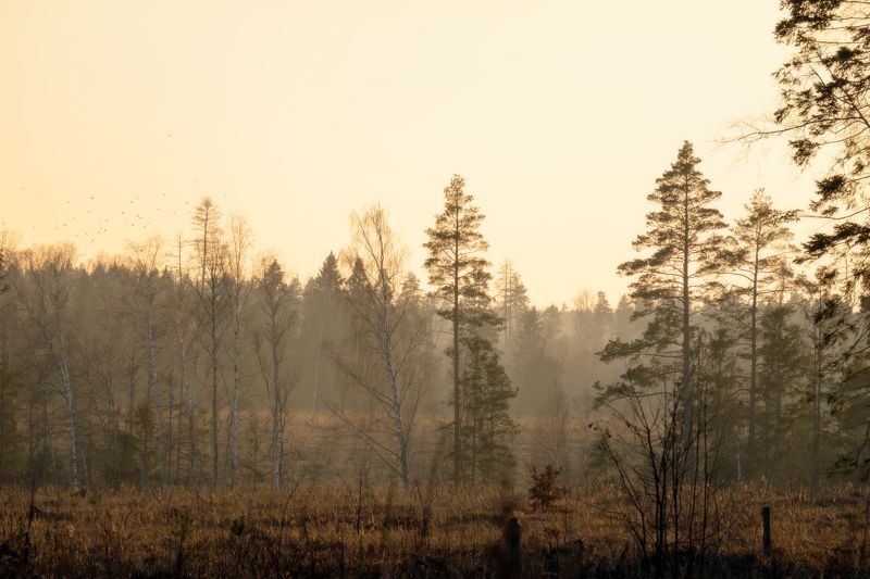 Осенний лесphoto preview