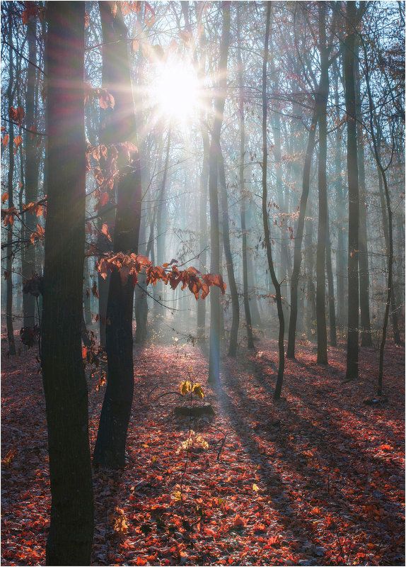 autumn forest Autumn Forestphoto preview