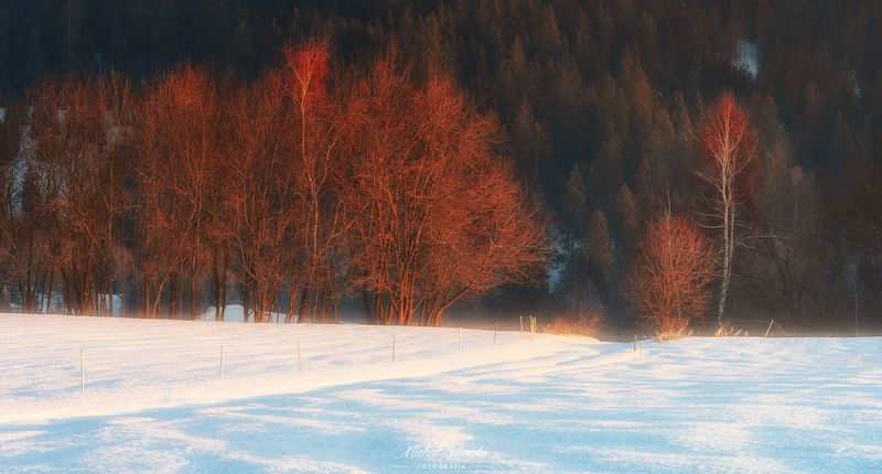 #poland #pentax #benro #lightroom #nikcollection #nature #sunrise #mountains #sky #fog #foggy #morning #pix #trees #sun #forest Trees...photo preview