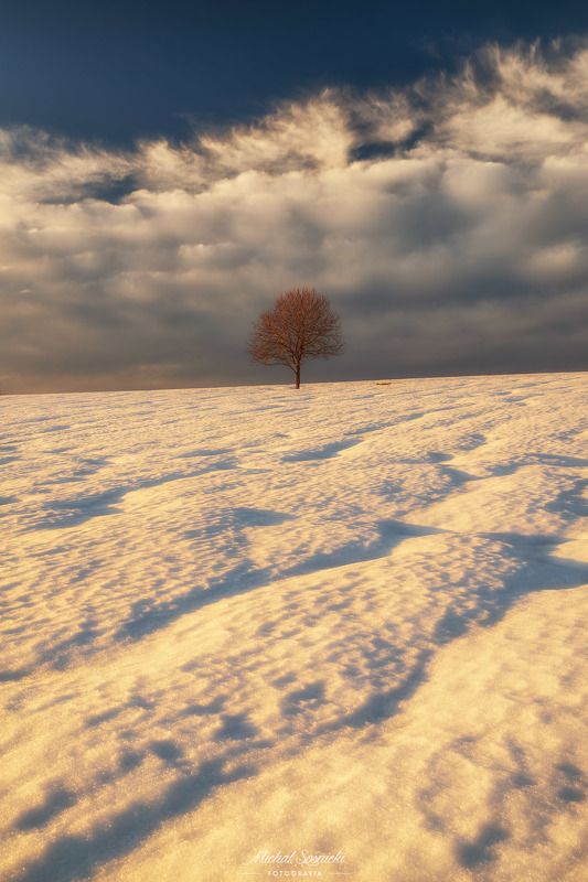 #poland #pentax #benro #lightroom #nikcollection #nature #sunrise #mountains #sky #fog #foggy #morning #pix #trees #sun #forest Tree...photo preview