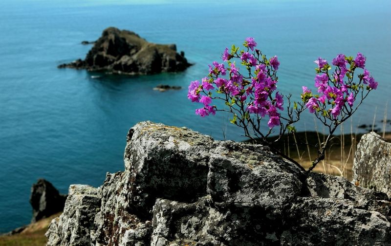 Май.photo preview