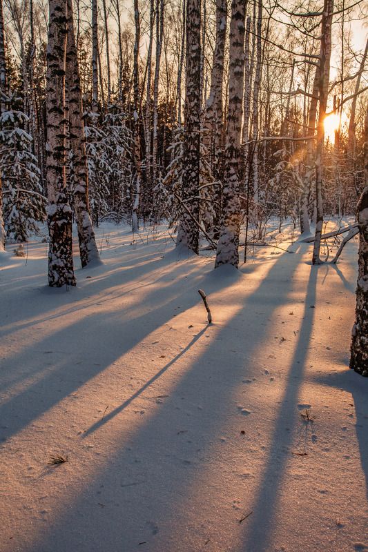 Закат в зимнем лесуphoto preview