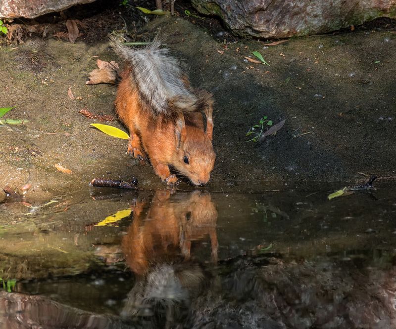 белка, водопой, озеро, у озера..photo preview