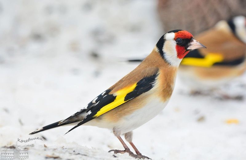 Goldfinch in winterphoto preview