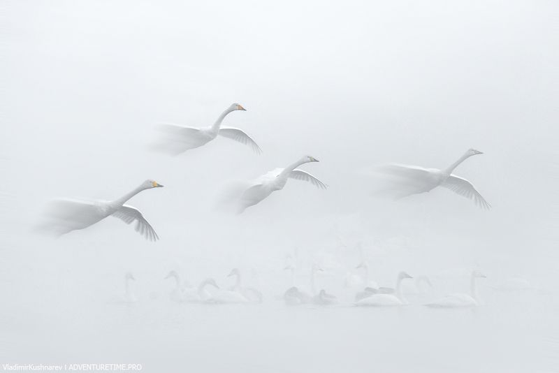 White Angelsphoto preview