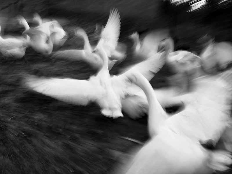 Стаяphoto preview