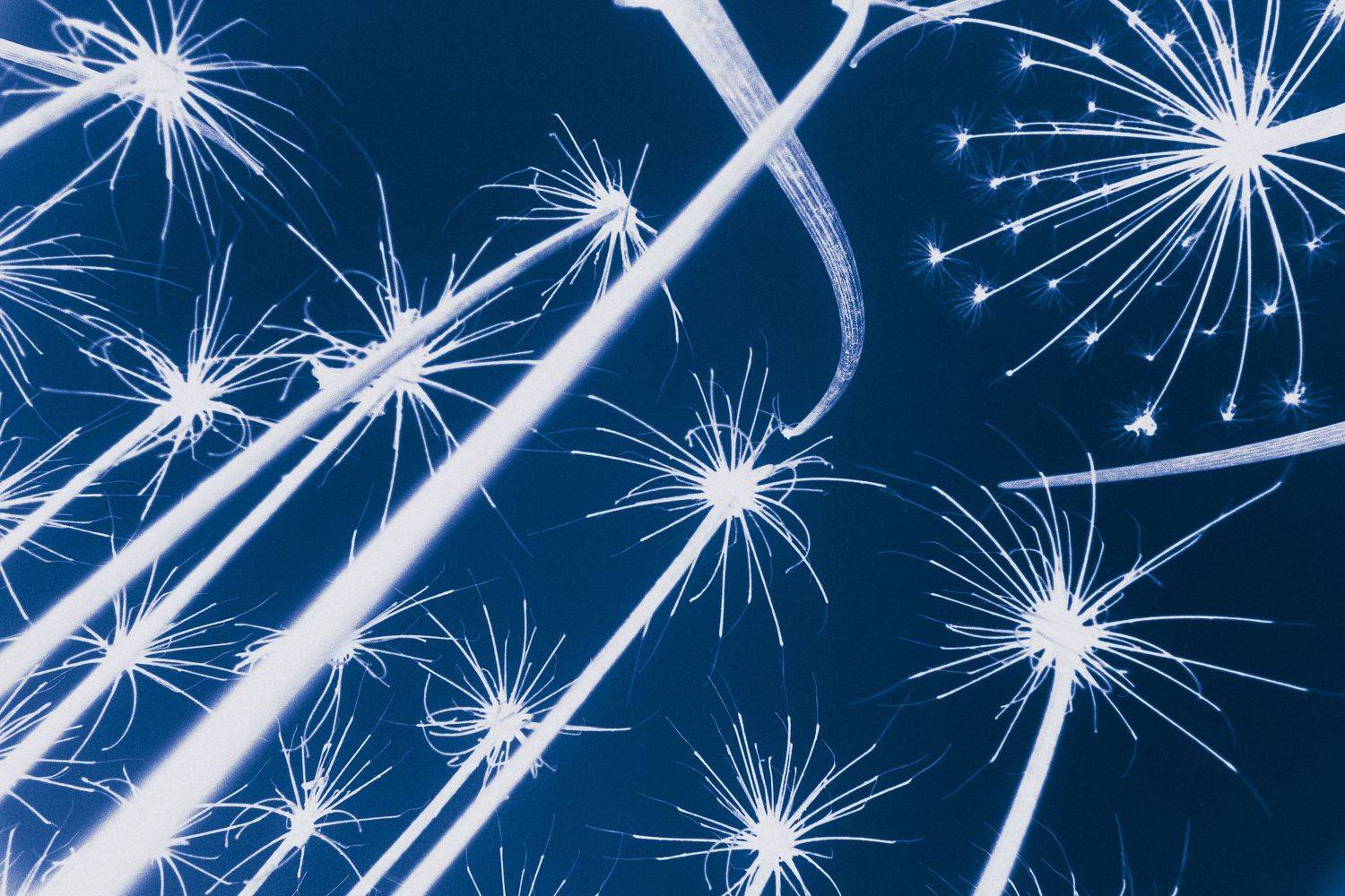 Салют. Автор: Тимур Тучковенко салют, борщевик, инверсия, Тимур Тучковенко