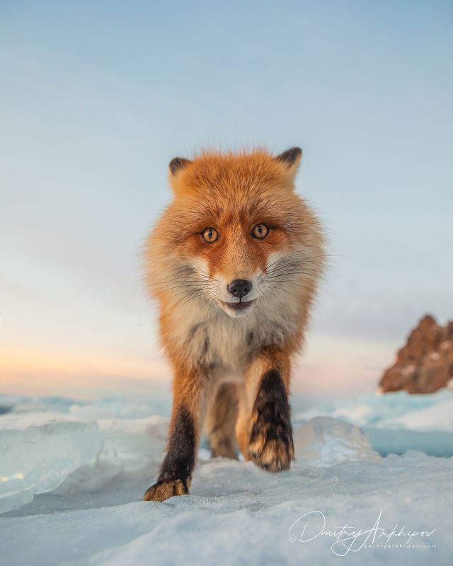 Лисичка на Байкалеphoto preview