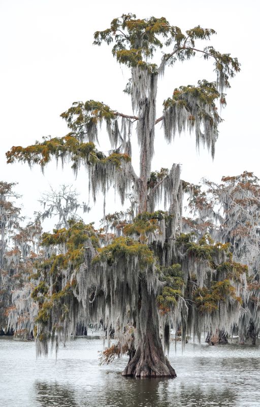 кипарисовое болото, луизиана, сша, путешествия, руэкспедишн Кипарисphoto preview
