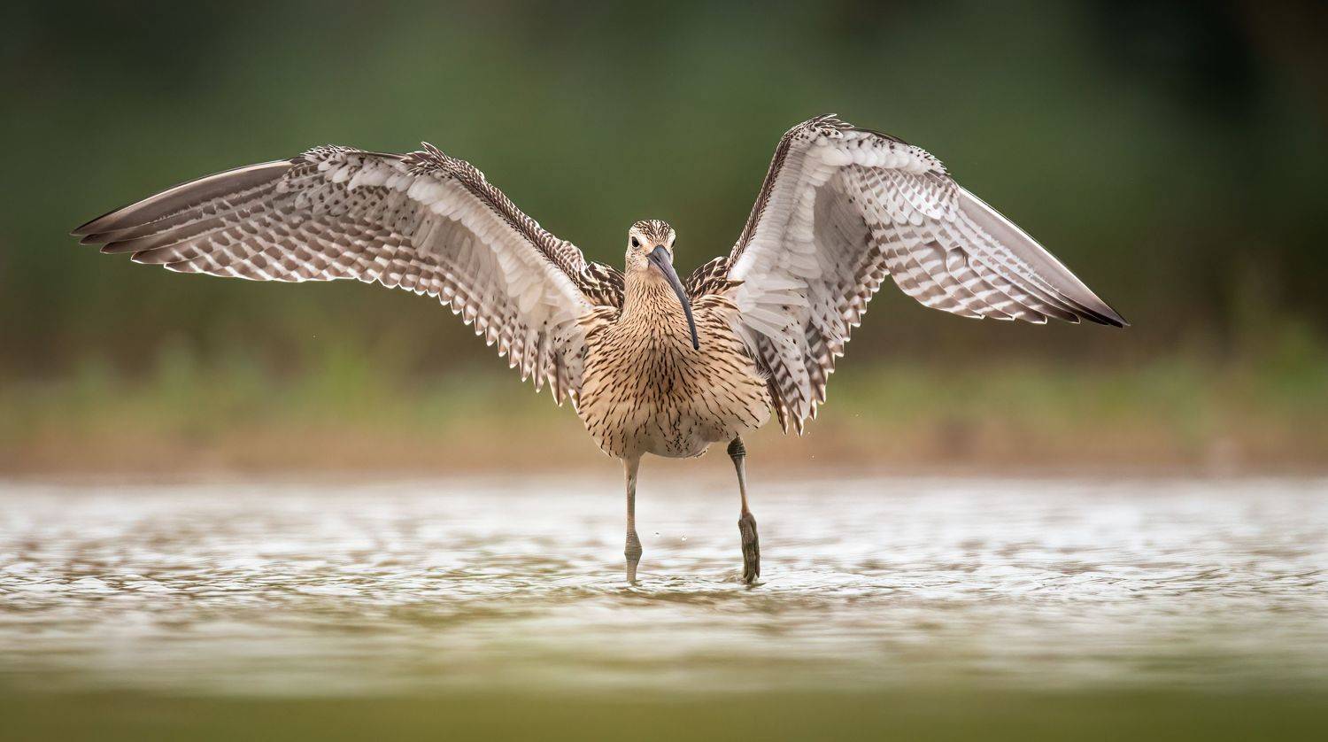 kulik wielki. Автор: Grzegorz Dąbrowski , Grzegorz Dąbrowski