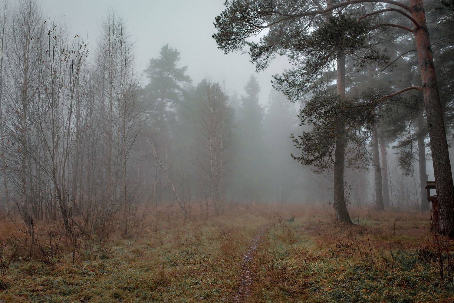 "Последний туман".. Автор: Крышковец Владимир туман,тихий вечер,изморось,дождь,сосны,парк,загородный парк,, Крышковец Владимир