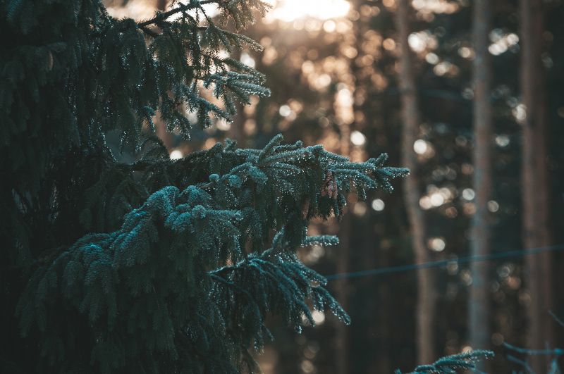 Рассветphoto preview