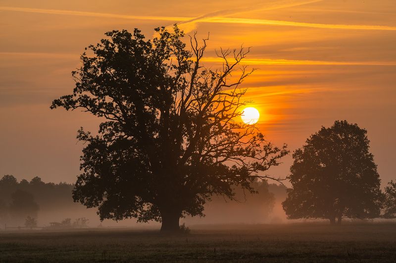 Oaks in the morning mistphoto preview