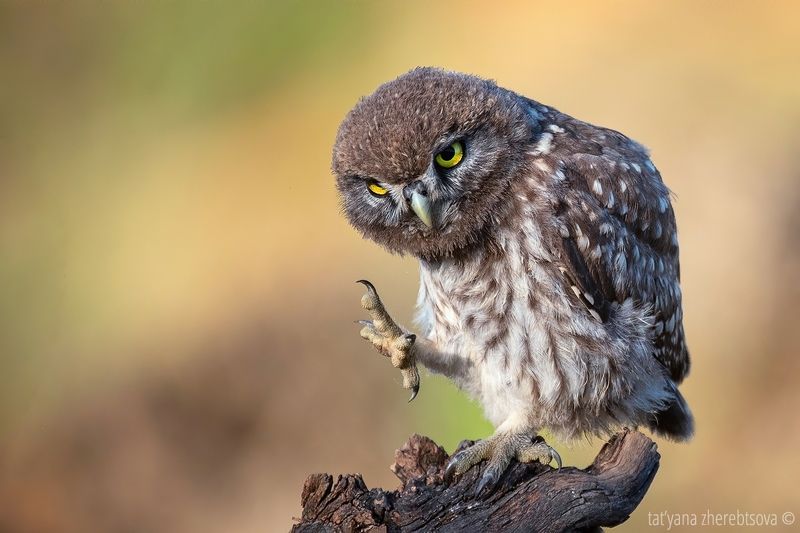 Домовый сычикphoto preview