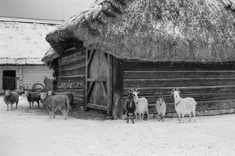 Societyphoto preview