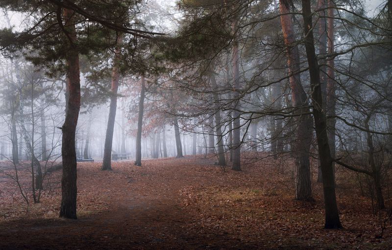 лес осень ноябрь туман сырость белый Ледяной туманphoto preview