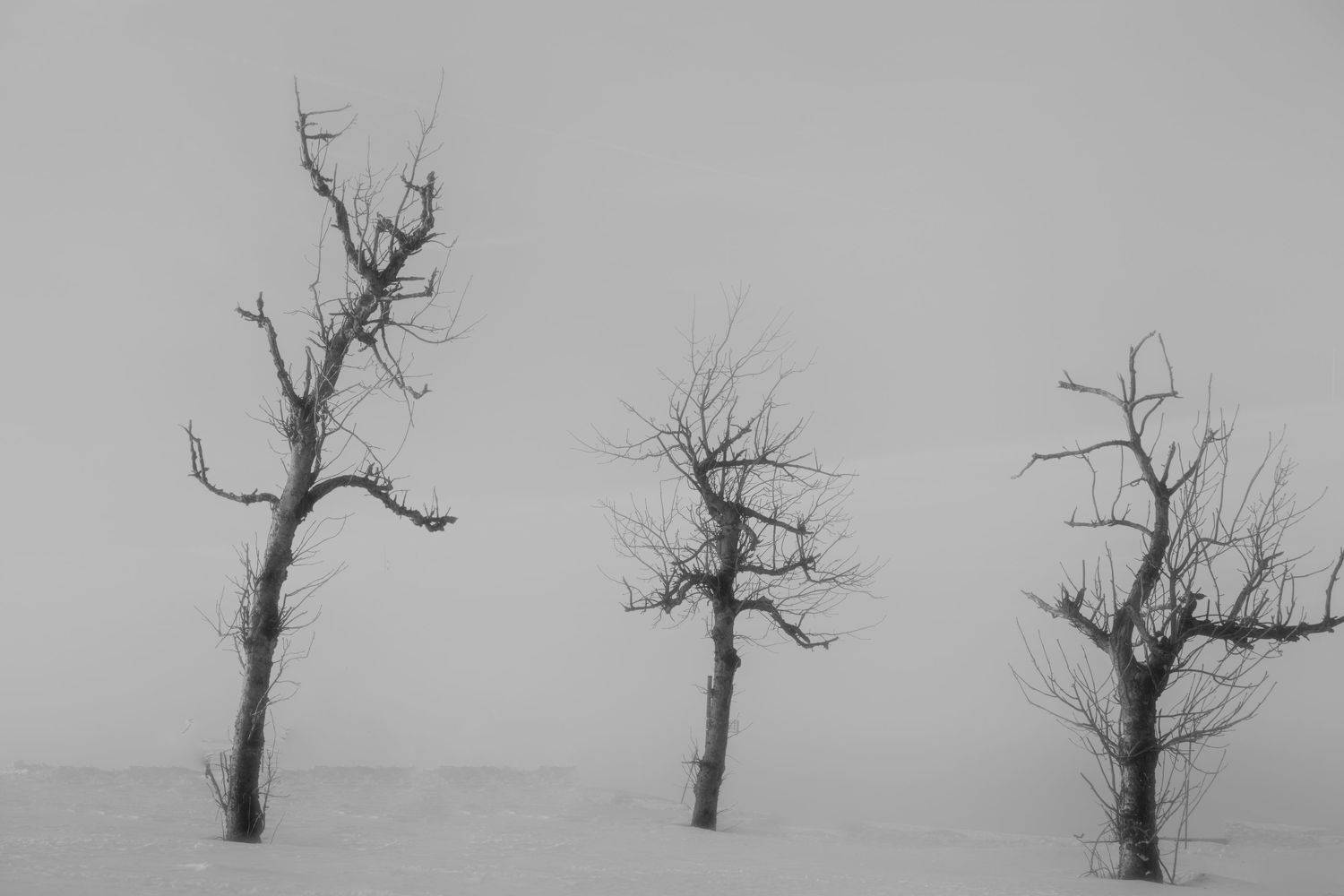 , Анжелика Костин