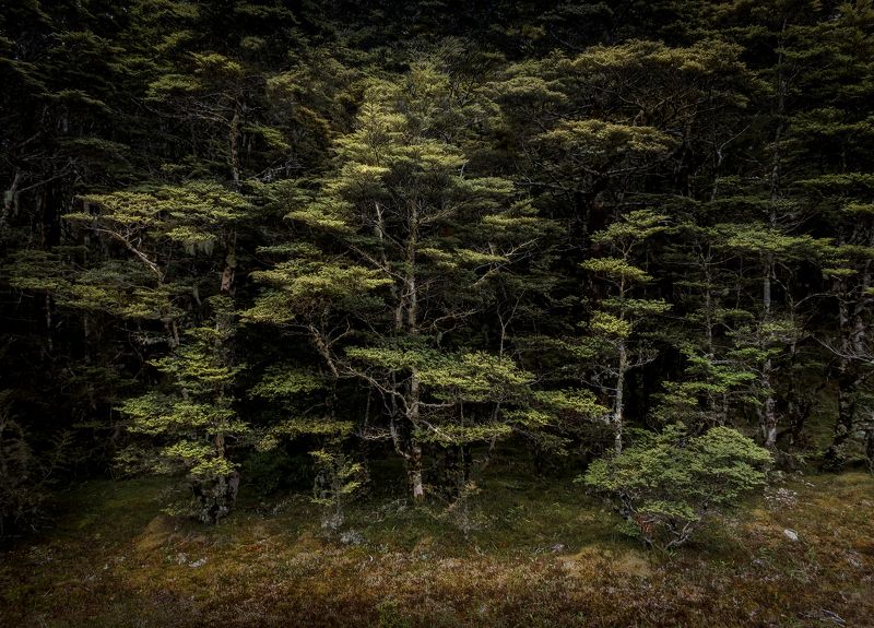 лес, новая зеландия, бук, нд Буковые леса Новой Зеландииphoto preview