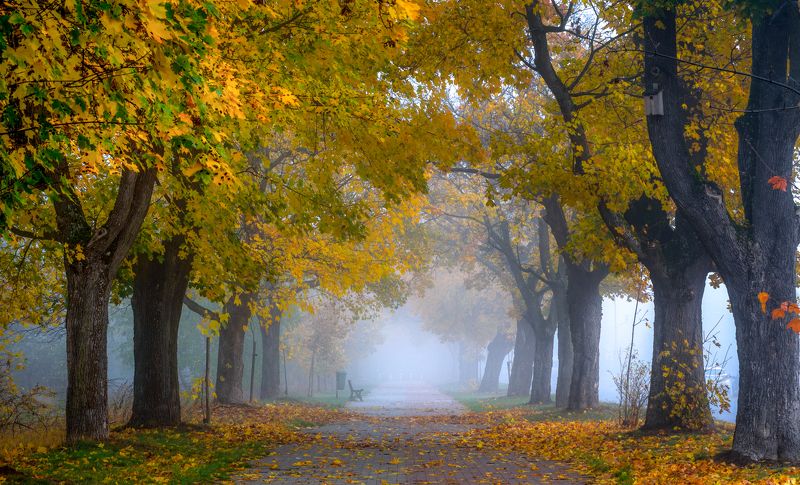 autumn, maples, trees, bench, fog, leaves, atmosphere, morning, road, Mila street Maple Avenuephoto preview