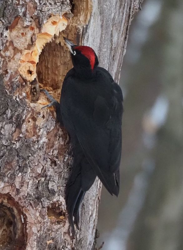 дом для любимойphoto preview