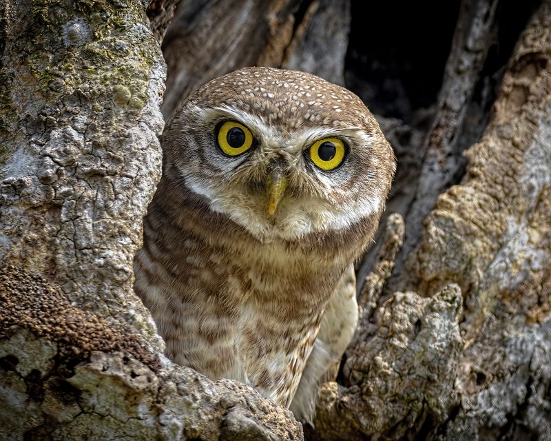 Spotted Owlet birds Hello! Who is there!photo preview