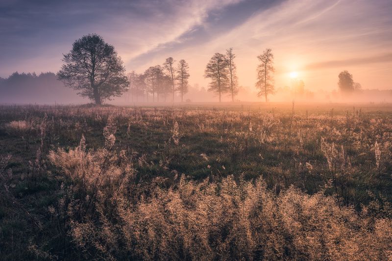 Walk in the meadowphoto preview
