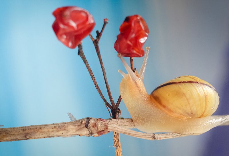 макро Весна близкоphoto preview