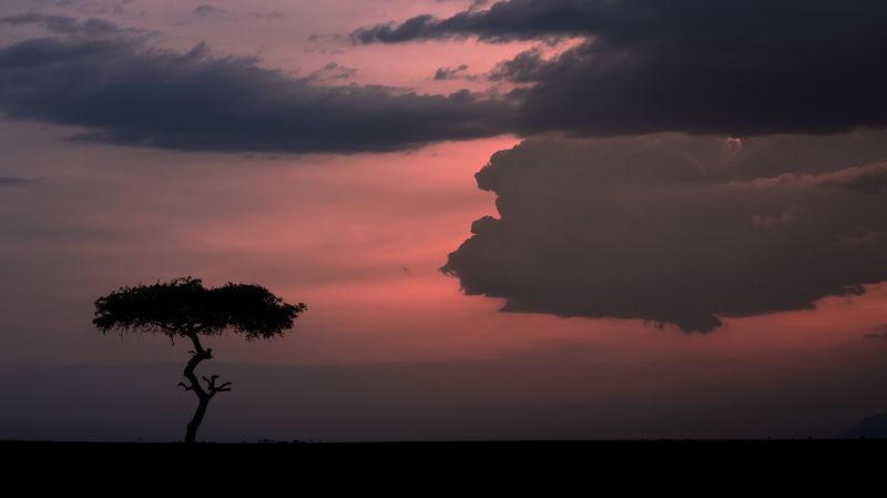 sky, evening, sunset, dusk, clouds, cloud, africa, tree, kenya, masai mara, mara Tree & cloudsphoto preview