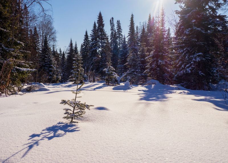 Утро в тайгеphoto preview