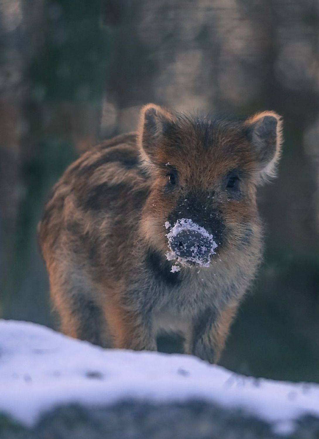 , Вячеслав Мищенко