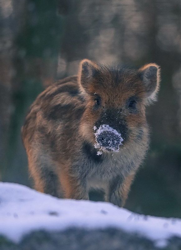 Пятачокphoto preview