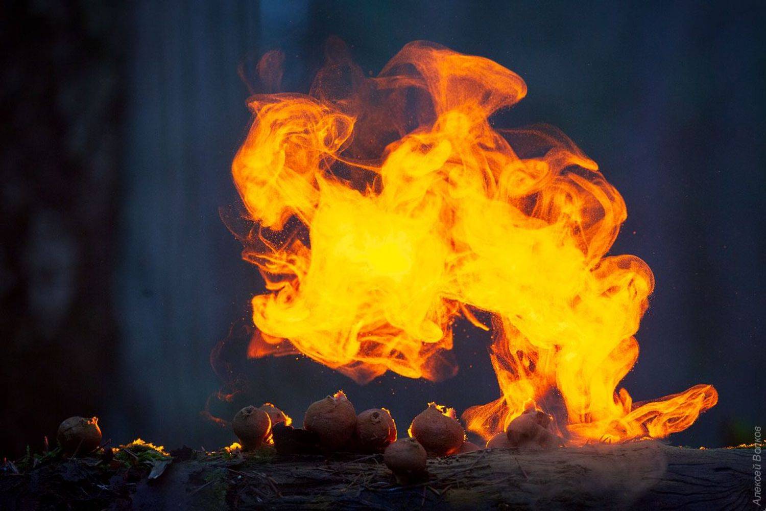 грибы, макро, осень, Алексей Волков