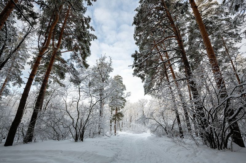 Февраль. Утро после снегопада.photo preview