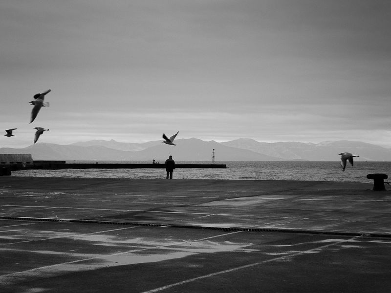 animals,conceptual,landscape, street Alkyona\'s return (Birds never lose their \