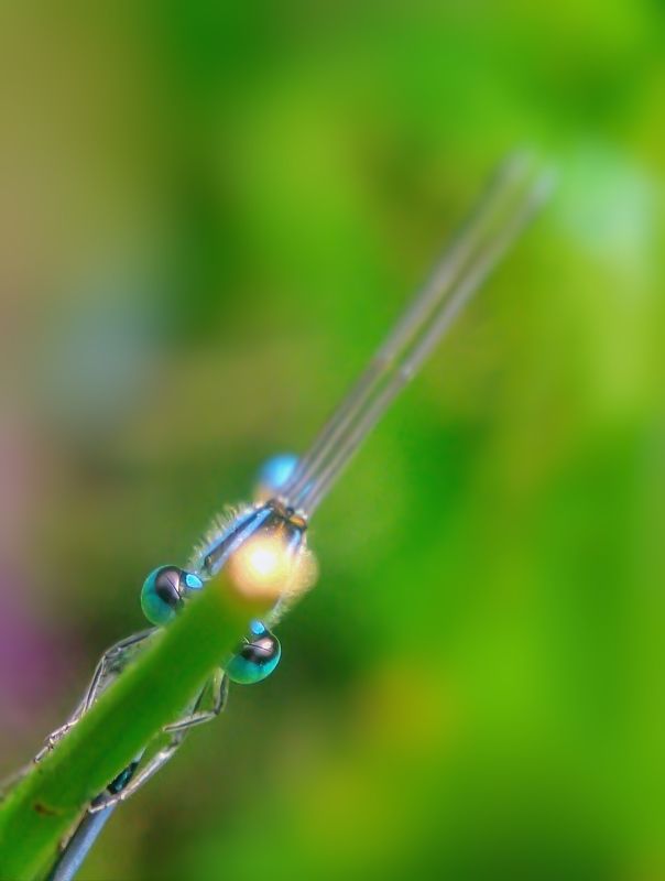 #xiaomi, , #mobilephotography, #macro Damselflyphoto preview