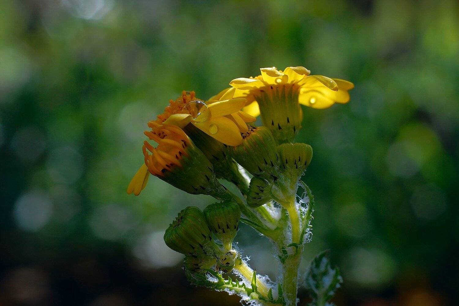 Автор: Срђан Васиљевић , Срђан Васиљевић