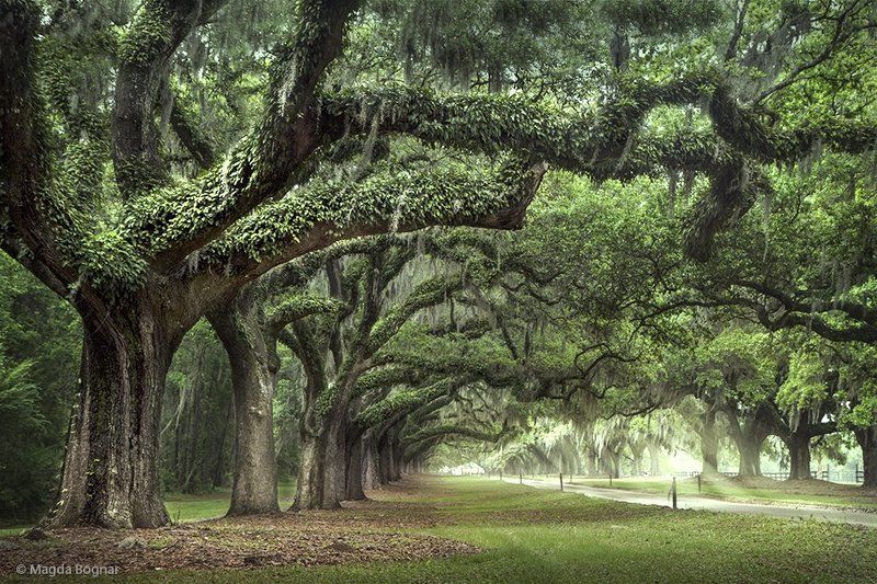 The Witnessesphoto preview