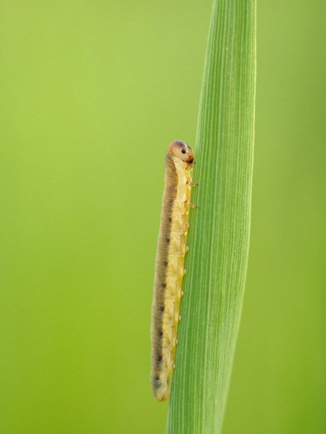 ***. Автор: Alexey Gnilenkov , Alexey Gnilenkov