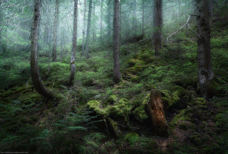 Карпатский лесphoto preview