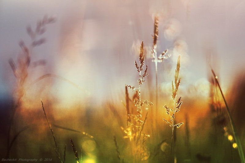 Celestial Summer Vphoto preview