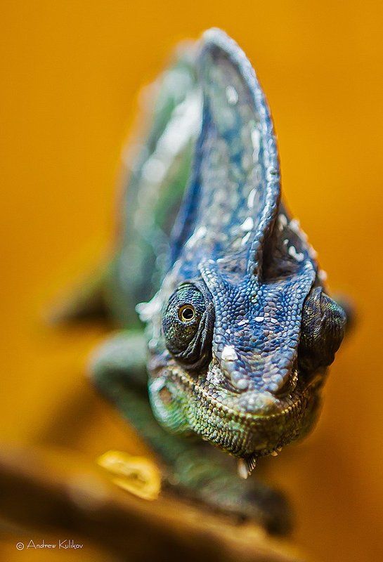 Взгляд, Глаз, Голова, Зеленый, Синий, Улыбка, Хамелеон Multicolorphoto preview