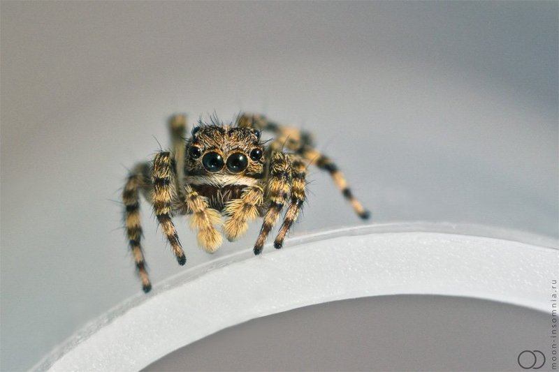 макро, паук, природа, mooninsomnia,скакун, паук-скакун,salticidae oOOophoto preview