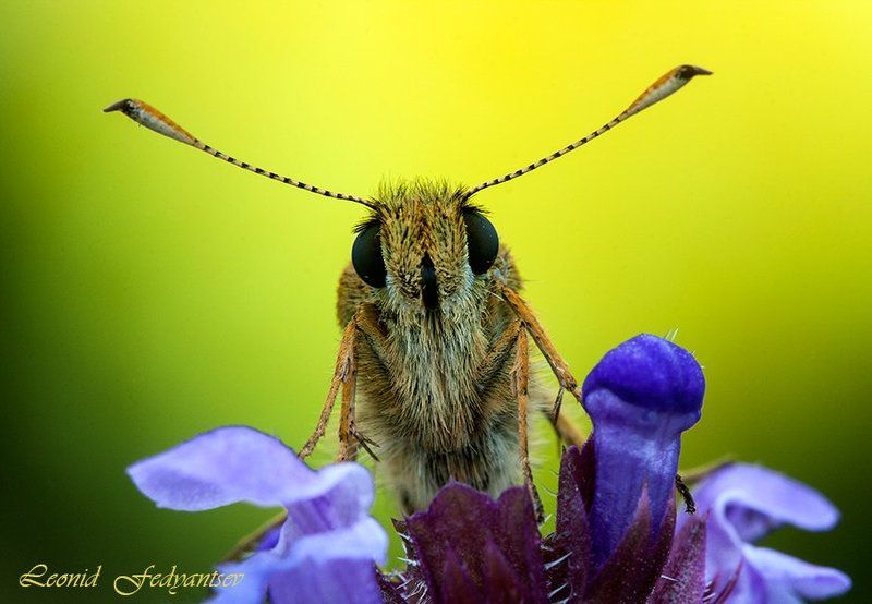 Портрет лесной толстоголовкиphoto preview