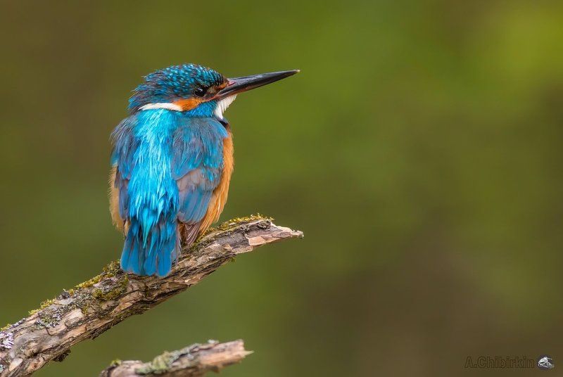 зимородок, зимородок на ветке, красивая птица, портрет зимородка, саров, фото, фотоохота, яркая птица, яркое оперение Kingfisherphoto preview
