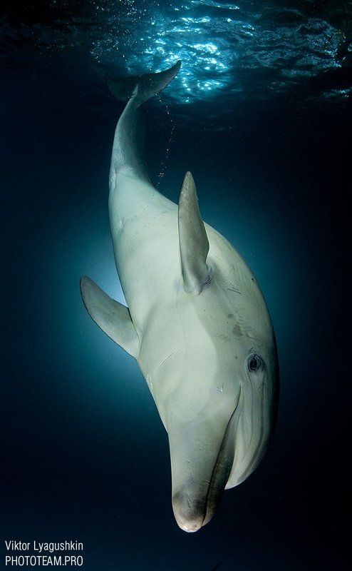 Ныряющий дельфинphoto preview