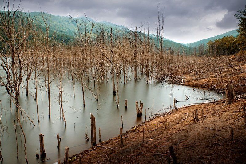 Dead forestphoto preview