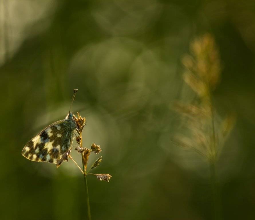 Как-то летом на рассвете.... Автор: Germanic , Germanic