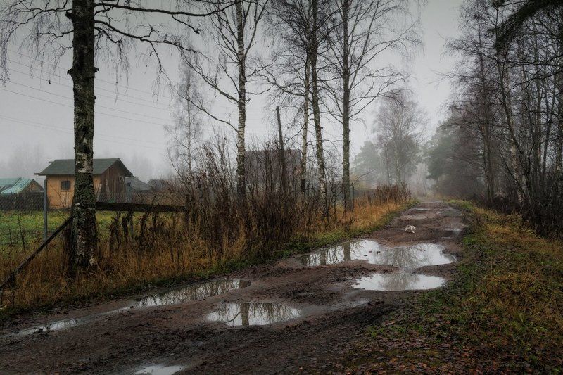 Средь берез и сосен тихо бродит осень... фото превью