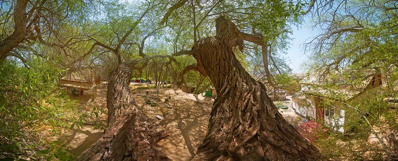 Алтын-Эмель, Ива, Казахстан 700-летняя Иваphoto preview