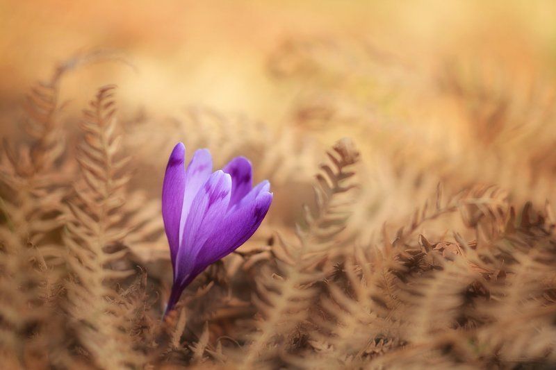 Феникс в огне фото превью